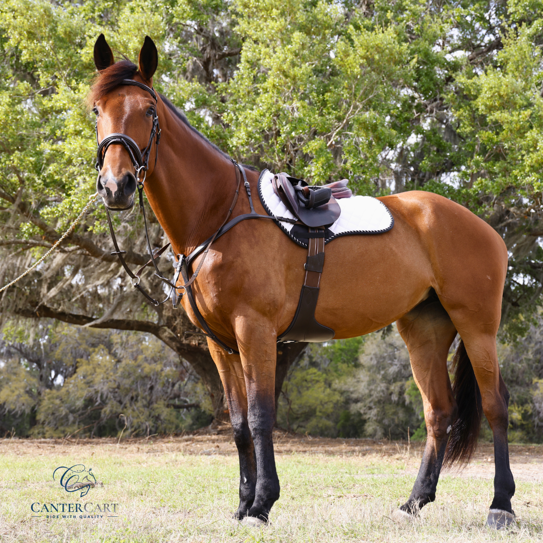 Three-point breastplate with detachable martingale