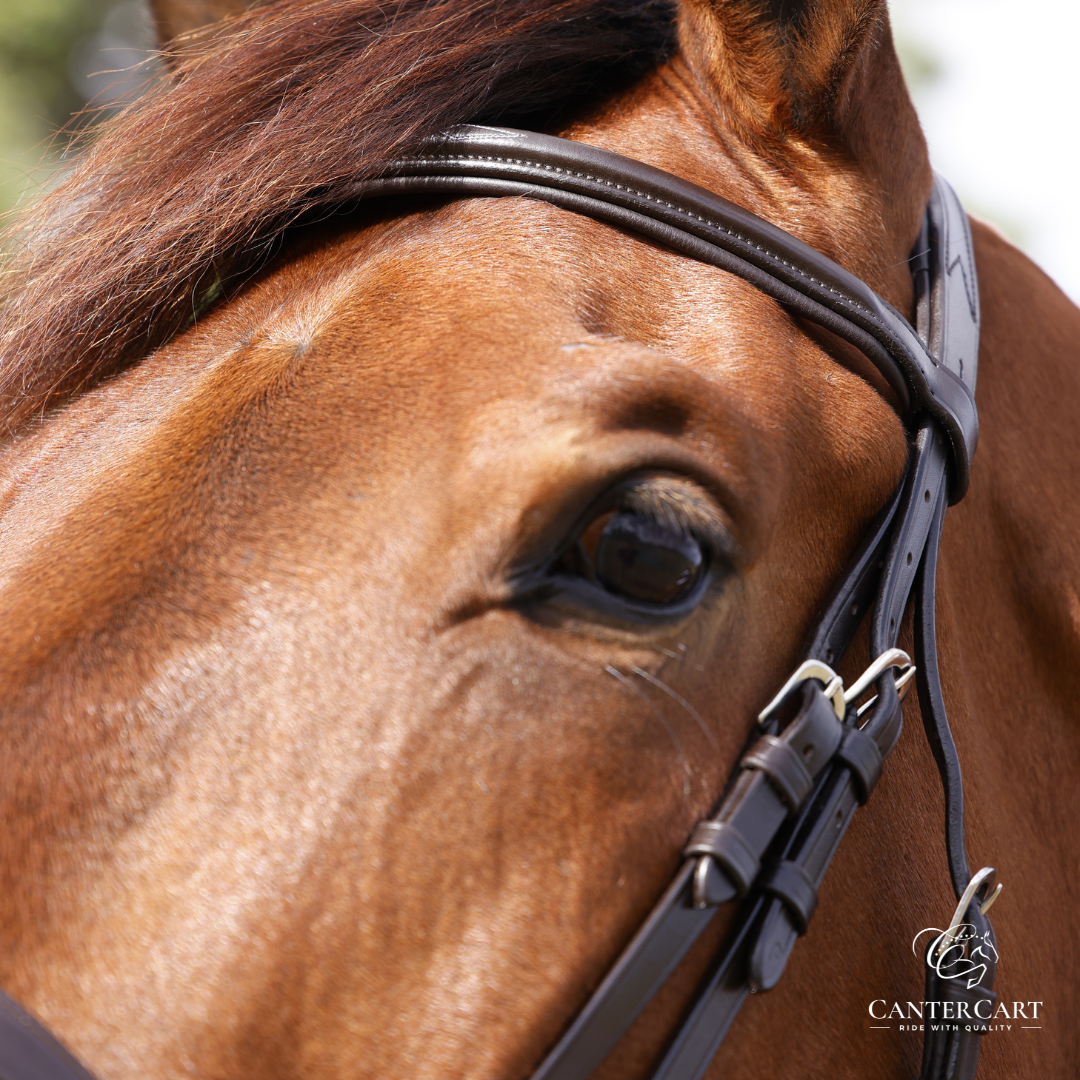English Bridle with Stitching