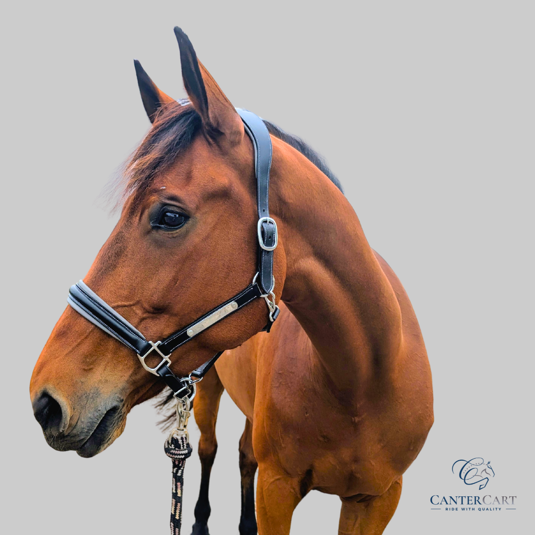 Classic Padded Premium Leather Halter