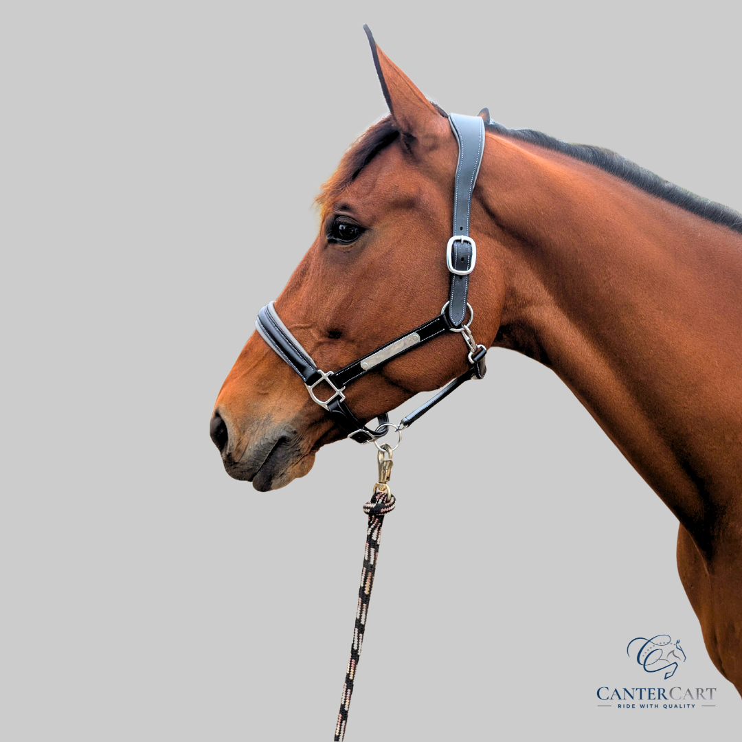 Classic Padded Premium Leather Halter