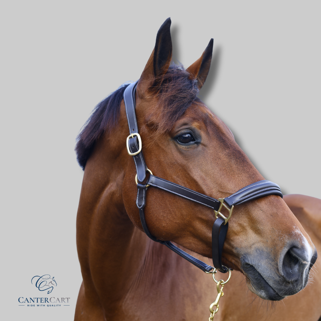 Classic Padded Premium Leather Halter