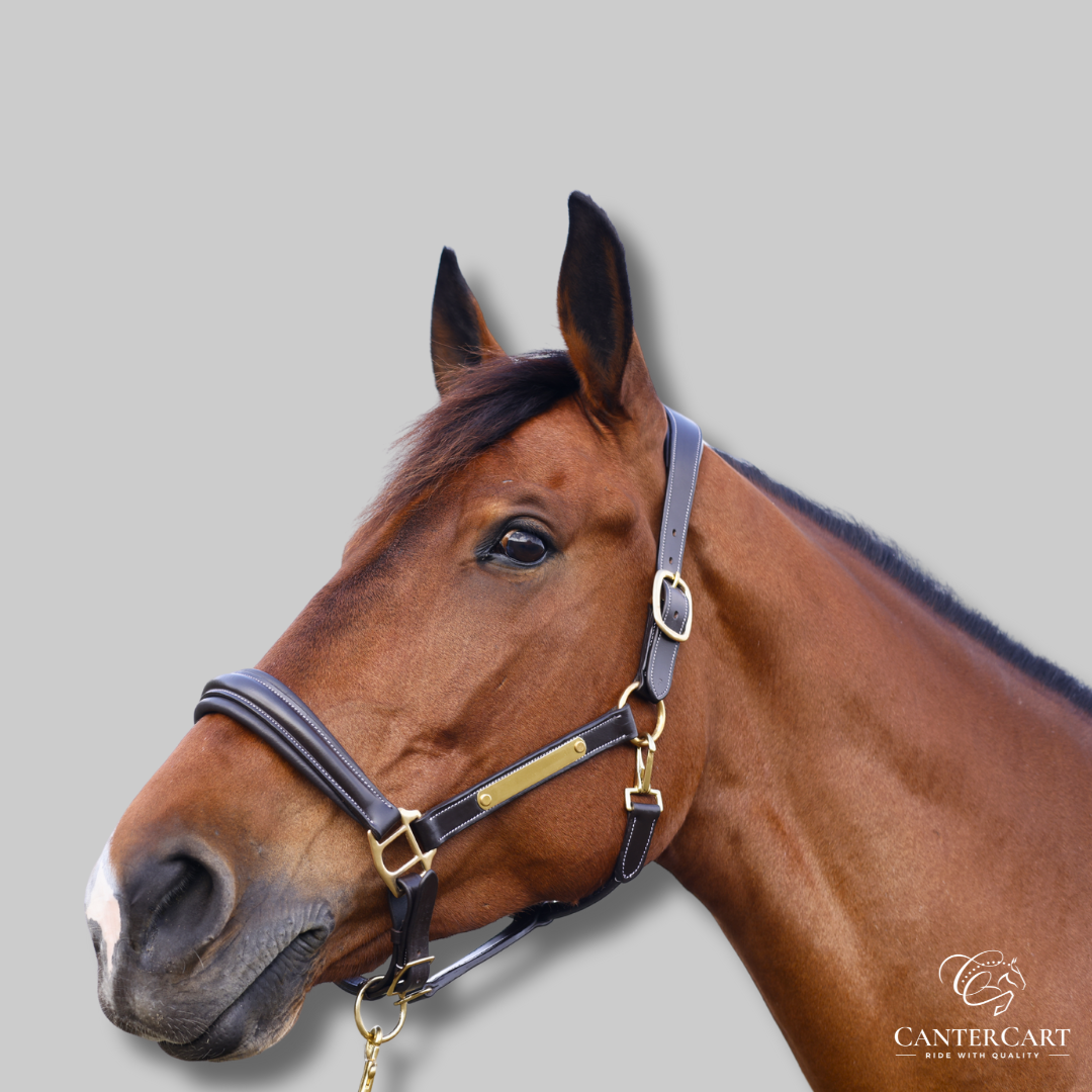 Classic Padded Premium Leather Halter