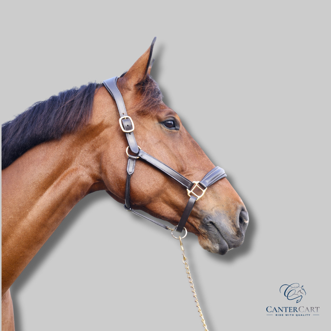 Classic Padded Premium Leather Halter