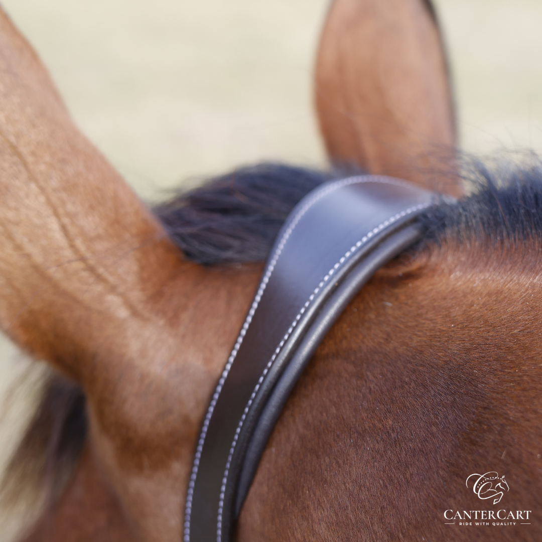 Classic Padded Premium Leather Halter