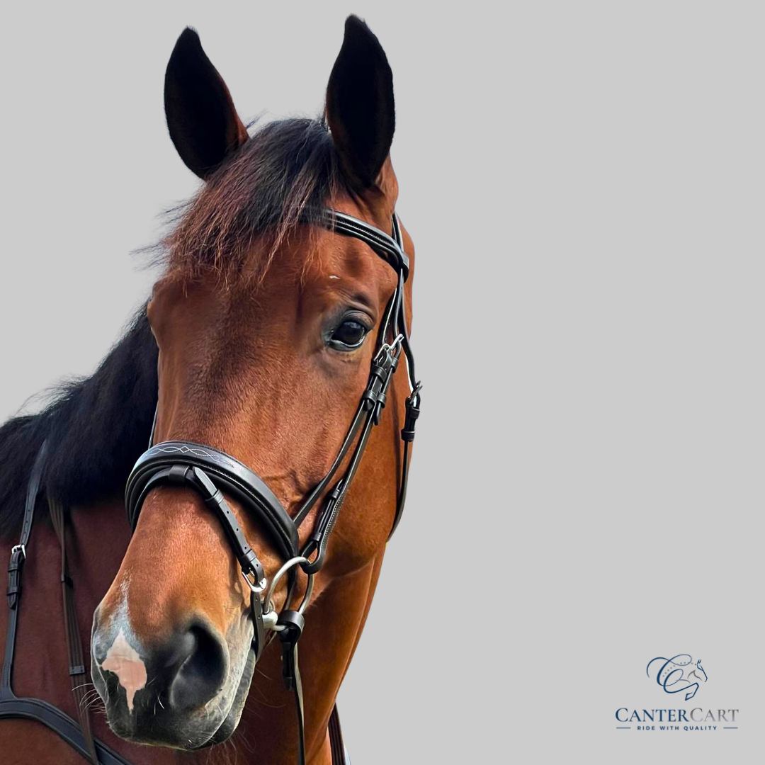 Brown English Bridle with Flash Noseband and Stitching