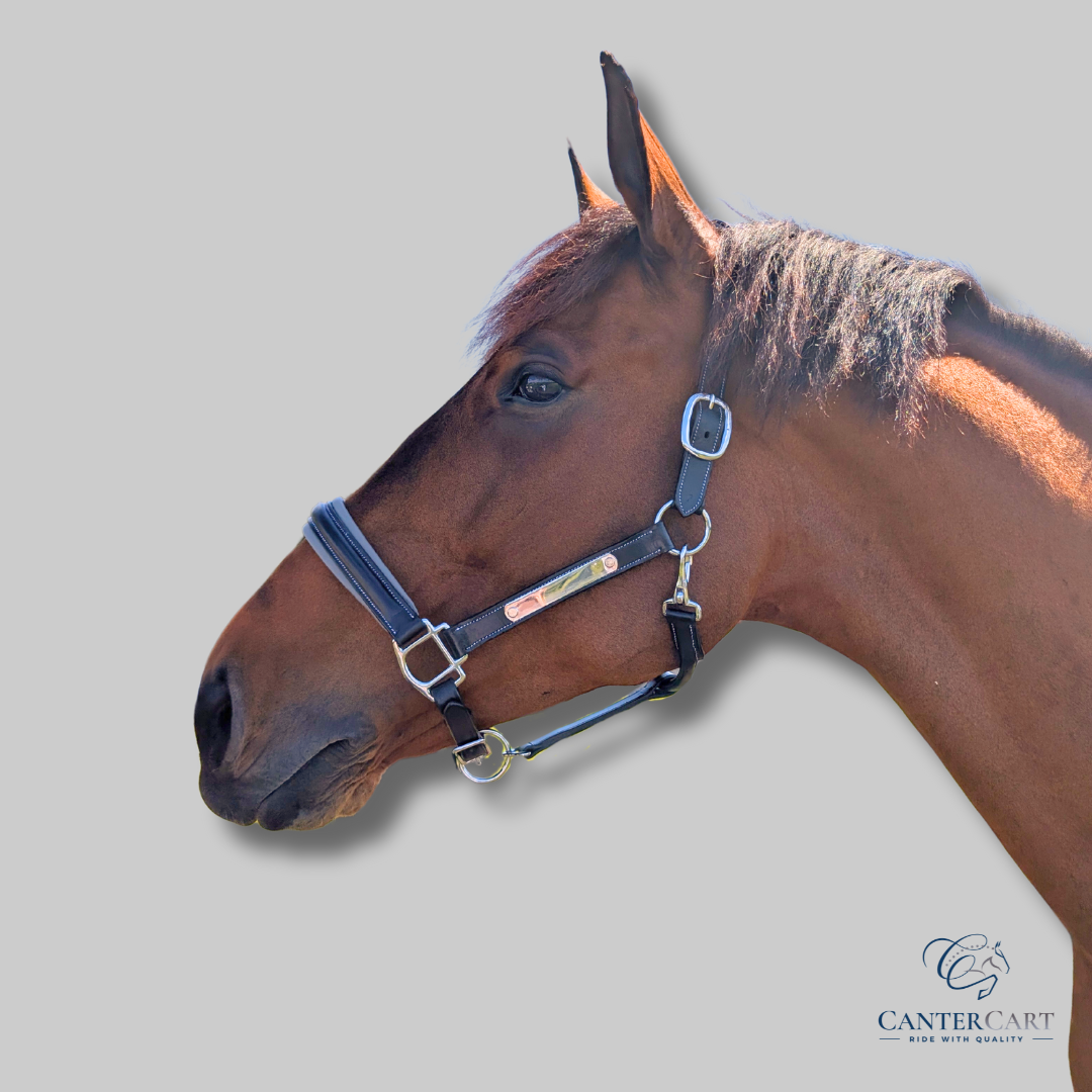 Classic Premium Leather Halter - Warmblood Black with Grey Padding